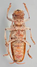   Monochamusnbsp;titillator  female ventral 
